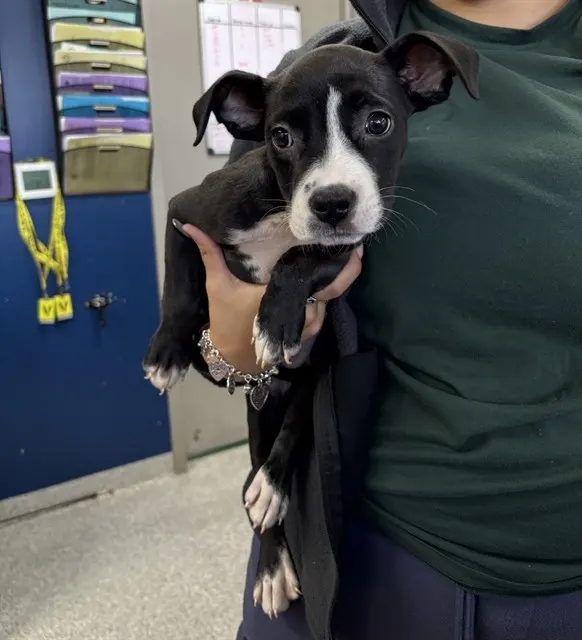 Adoptable Dog