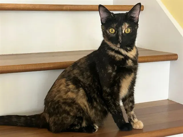 Ivy