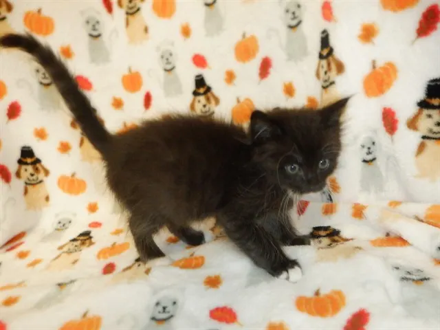 Marshmellow