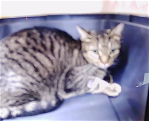 Adoptable Cat