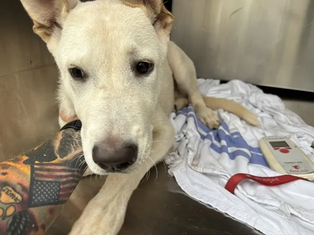 Adoptable Dog