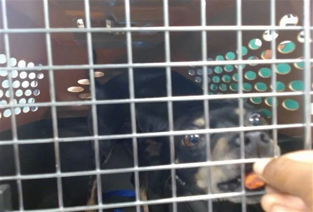 Adoptable Dog