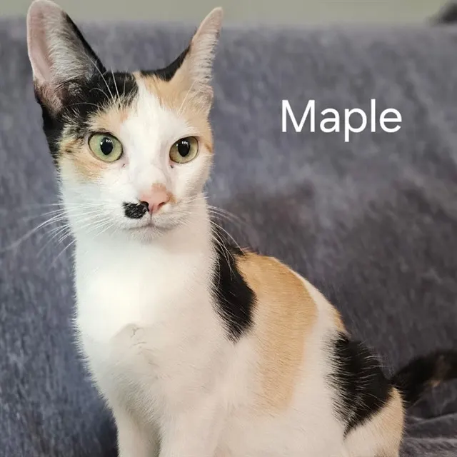 Maple