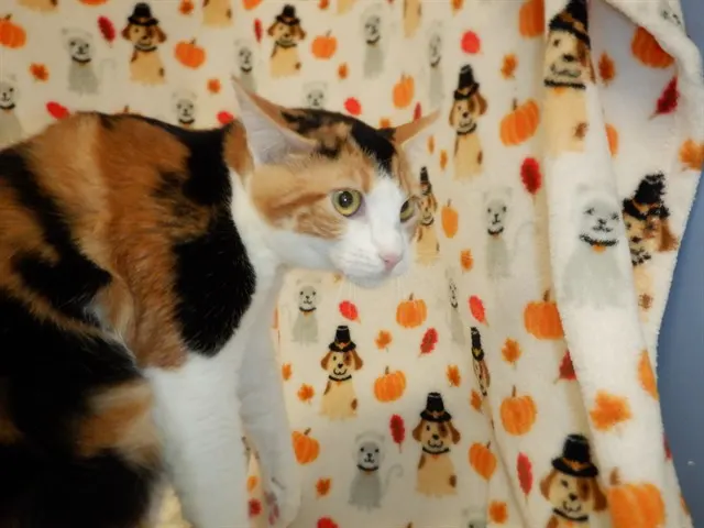 Kiki