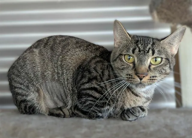 *Gemma*
