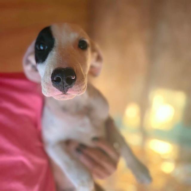 Lacie