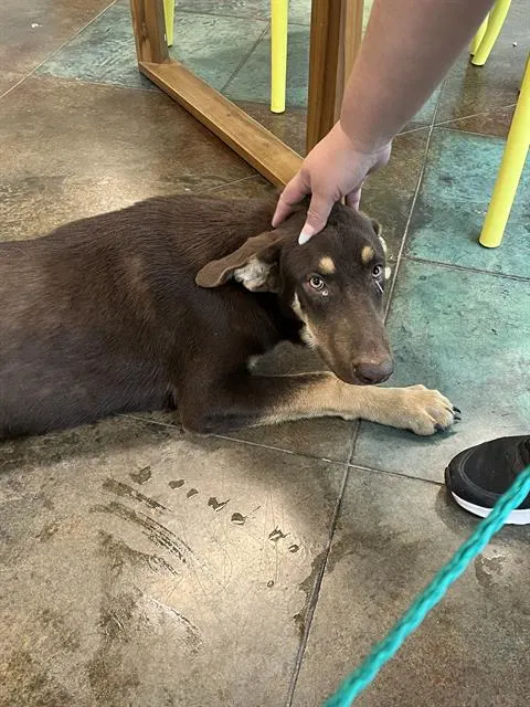 Bear