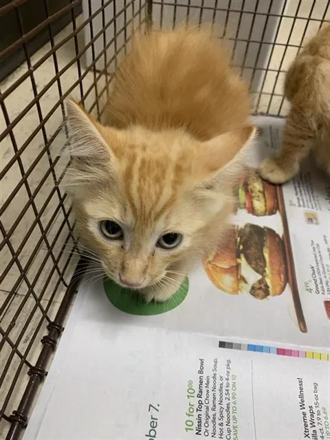 Adoptable Cat