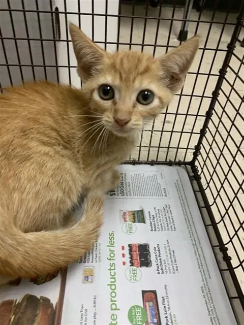 Adoptable Cat