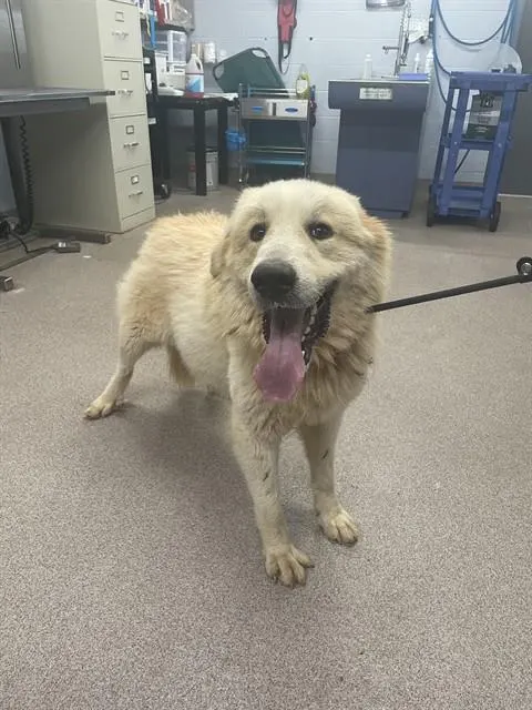Adoptable Dog