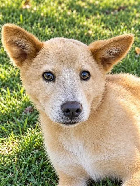 Adoptable Dog