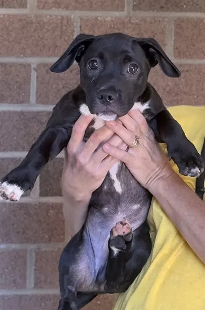 Adoptable Dog