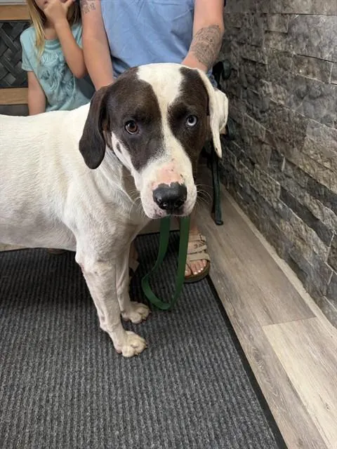 Adoptable Dog