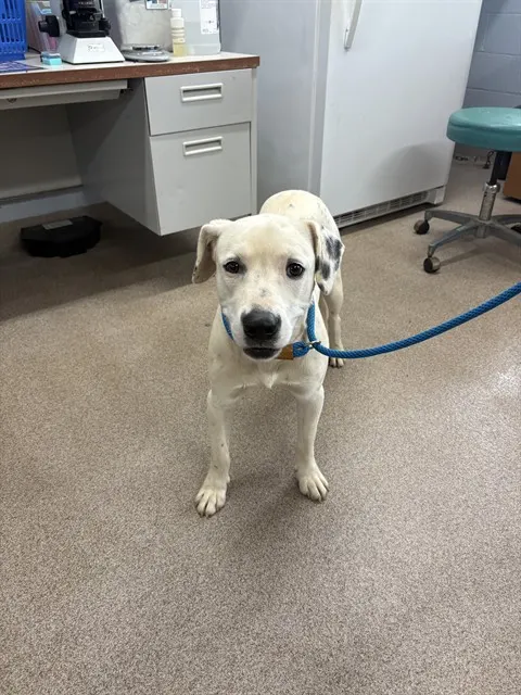 Adoptable Dog