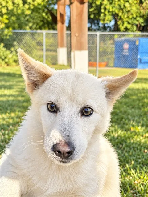 Adoptable Dog