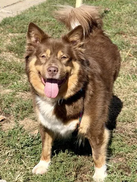Nala