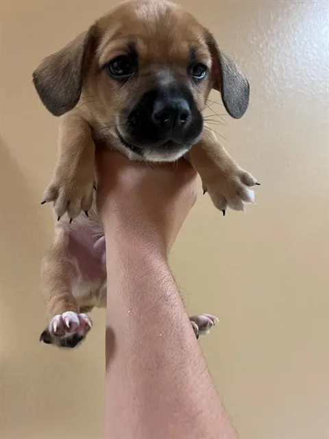 Baby