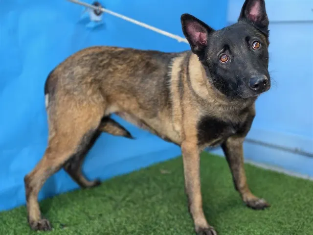 Adoptable Dog