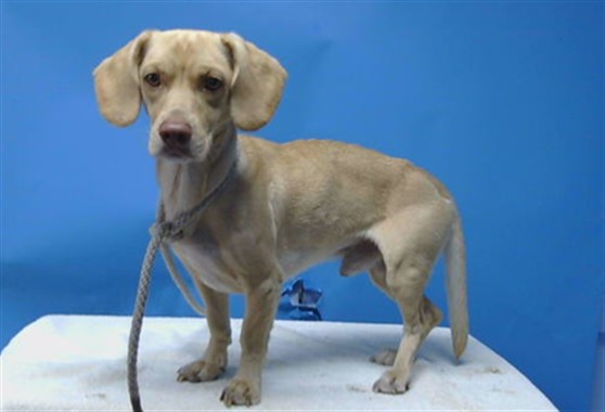 Adoptable Dog