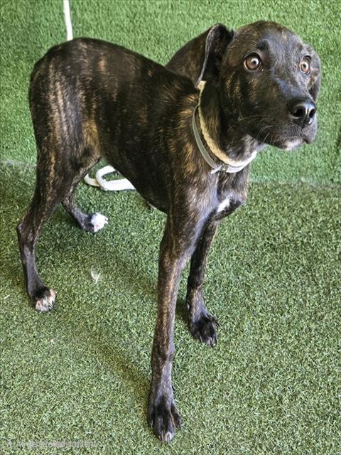 Adoptable Dog