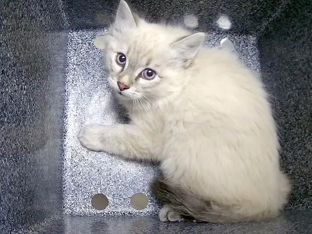 Adoptable Cat