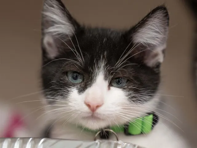 Lentil