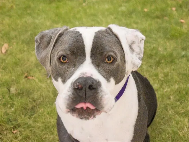 Penny