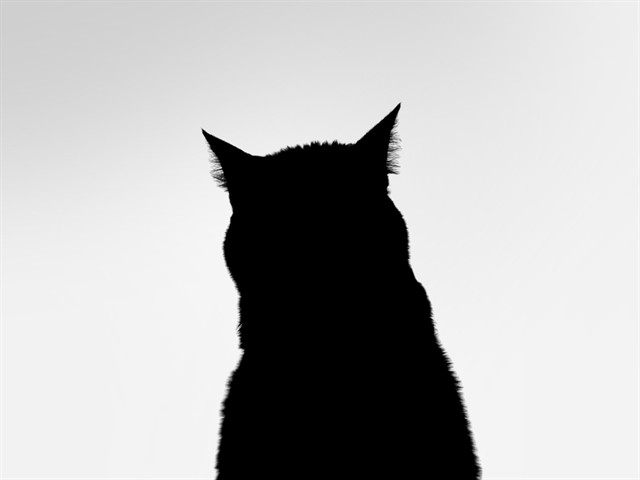 Mystery Cat