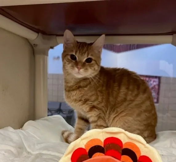 Sergeant Tibbs