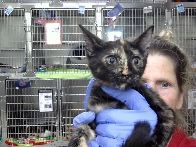 Adoptable Cat