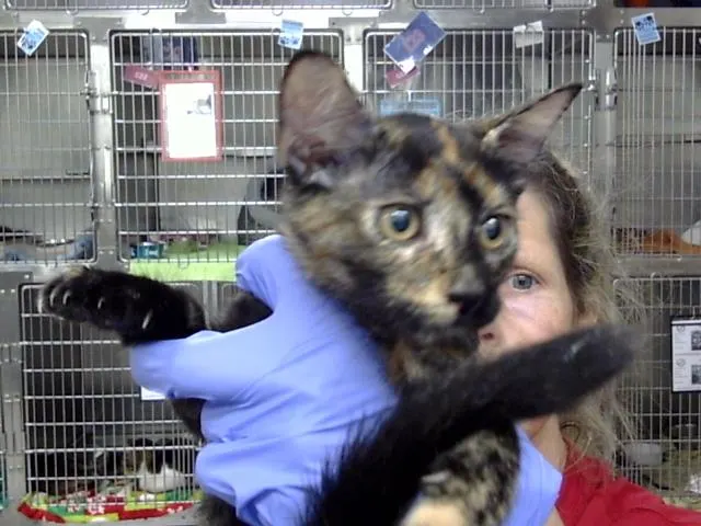 Adoptable Cat
