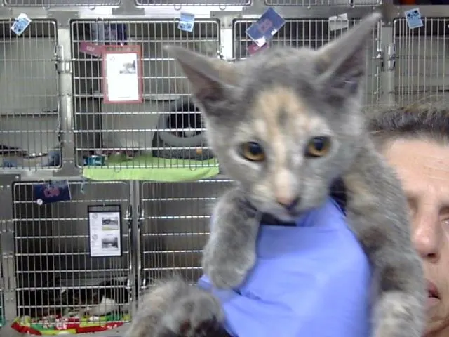 Adoptable Cat