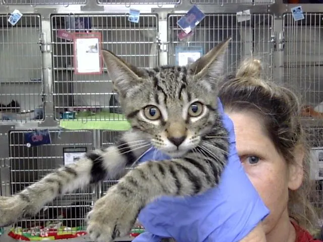 Adoptable Cat