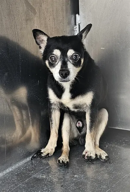 Adoptable Dog