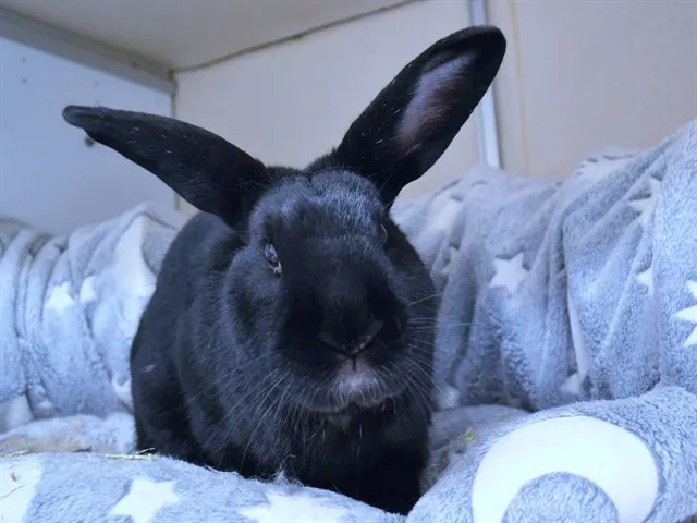 Elliott