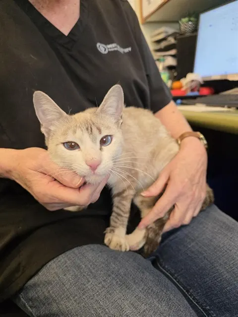 Adoptable Cat