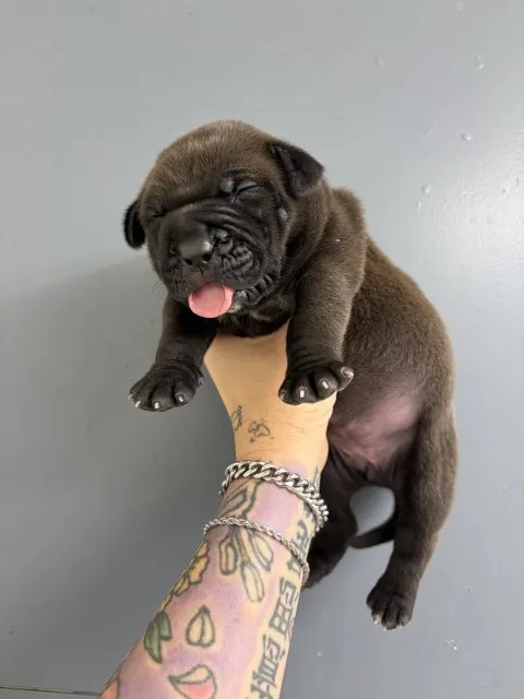 Adoptable Dog