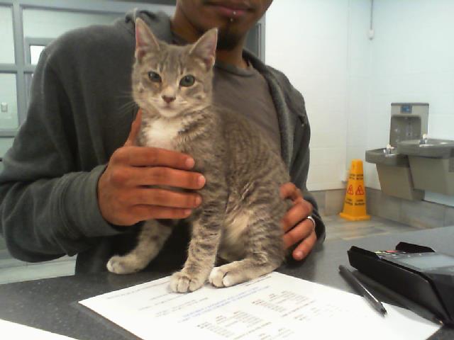 Adoptable Cat