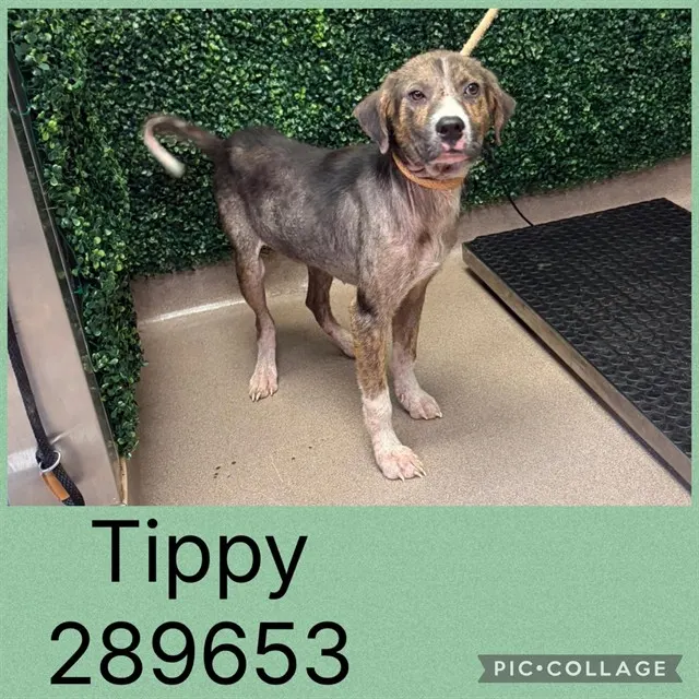 Tippy