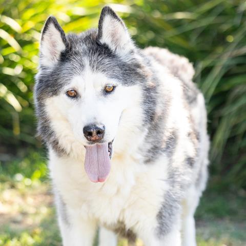Kona