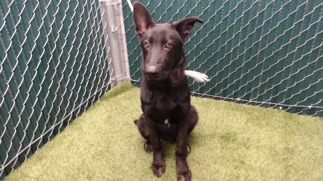 Bruce