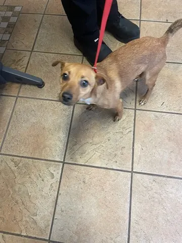 Tito