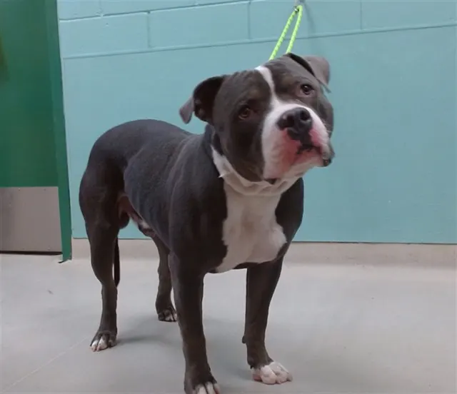 Adoptable Dog