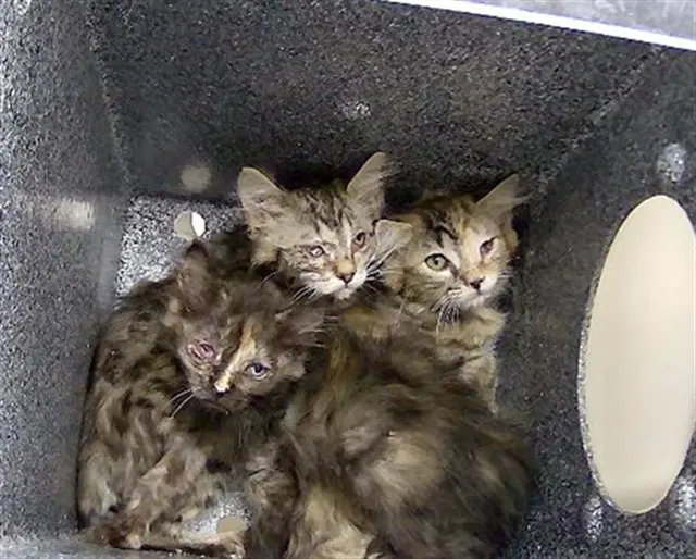 Adoptable Cat