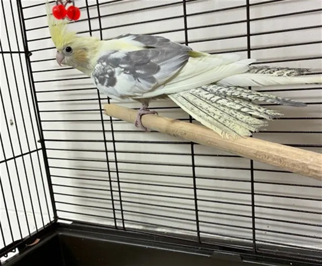 Adoptable Bird