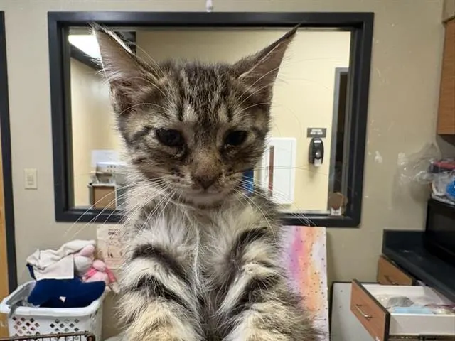 Adoptable Cat