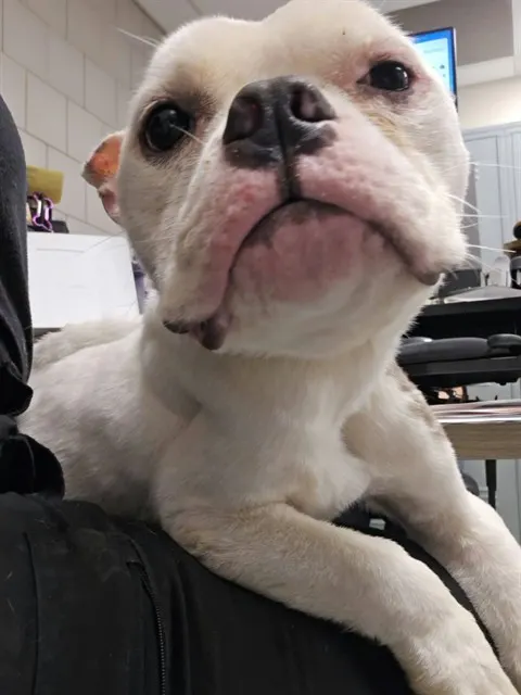 Adoptable Dog