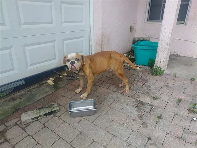 Dozer
