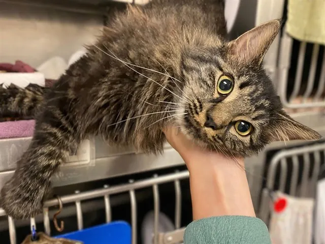 Bebe