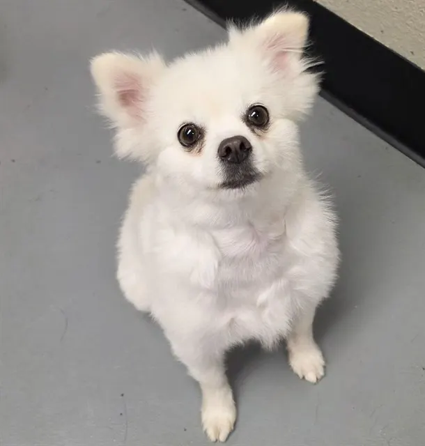 Lulu